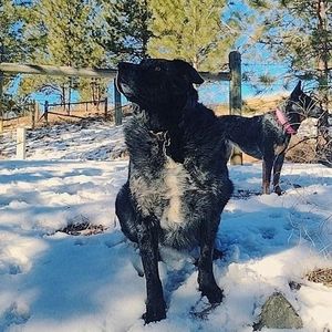 Meet your Posher, Ashton